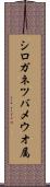 シロガネツバメウオ属 Scroll