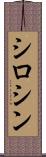 シロシン Scroll