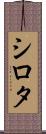 シロタ Scroll