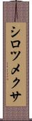 シロツメクサ Scroll