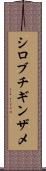 シロブチギンザメ Scroll