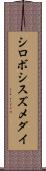 シロボシスズメダイ Scroll