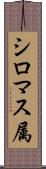 シロマス属 Scroll