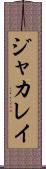 ジャカレイ Scroll