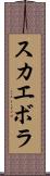 スカエボラ Scroll