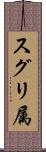 スグリ属 Scroll