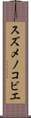 スズメノコビエ Scroll