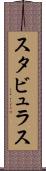 スタビュラス Scroll