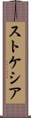 ストケシア Scroll