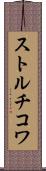 ストルチコワ Scroll