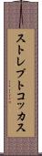 ストレプトコッカス Scroll