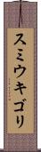スミウキゴリ Scroll