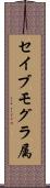 セイブモグラ属 Scroll