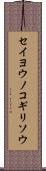 セイヨウノコギリソウ Scroll