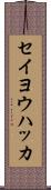 セイヨウハッカ Scroll