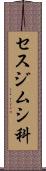 セスジムシ科 Scroll