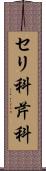 セリ科 Scroll