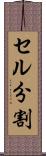 セル分割 Scroll