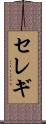 セレギ Scroll
