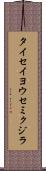タイセイヨウセミクジラ Scroll
