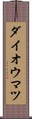 ダイオウマツ Scroll