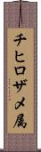 チヒロザメ属 Scroll
