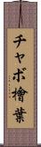 チャボ檜葉 Scroll