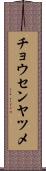 チョウセンヤツメ Scroll