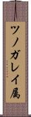 ツノガレイ属 Scroll