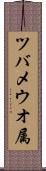 ツバメウオ属 Scroll