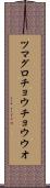 ツマグロチョウチョウウオ Scroll