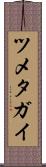 ツメタガイ Scroll