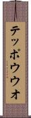 テッポウウオ Scroll