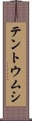 テントウムシ Scroll