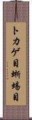 トカゲ目 Scroll