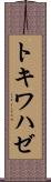 トキワハゼ Scroll