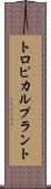 トロピカル・プラント Scroll