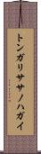 トンガリササノハガイ Scroll