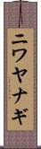 ニワヤナギ Scroll
