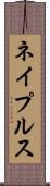ネイプルス Scroll