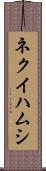 ネクイハムシ Scroll