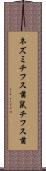 ネズミチフス菌 Scroll