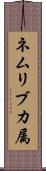 ネムリブカ属 Scroll