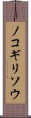 ノコギリソウ Scroll