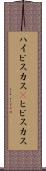 ハイビスカス(P) Scroll