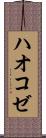 ハオコゼ Scroll