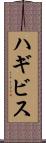 ハギビス Scroll