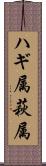 ハギ属 Scroll