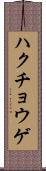 ハクチョウゲ Scroll