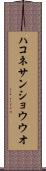 ハコネサンショウウオ Scroll